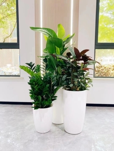 领略宁波江北专业绿植租摆的精彩世界亡